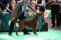 Crufts2011 527